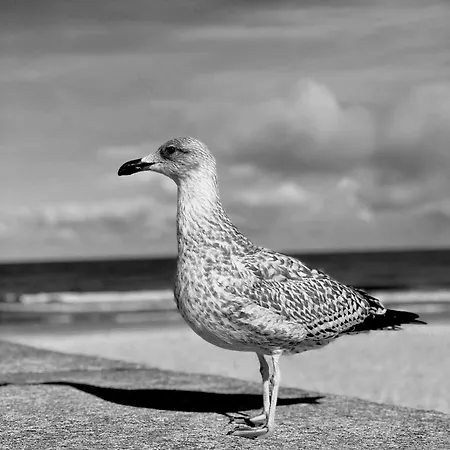 Station touristique Osrodek Wczasowy Alcest Niechorze