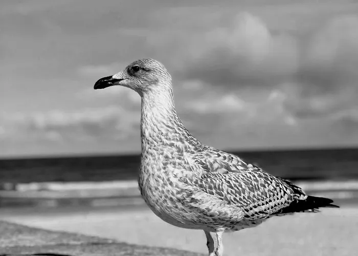 منتجع Osrodek Wczasowy Alcest نيخوجة