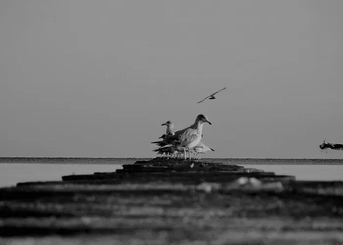 Osrodek Wczasowy Alcest